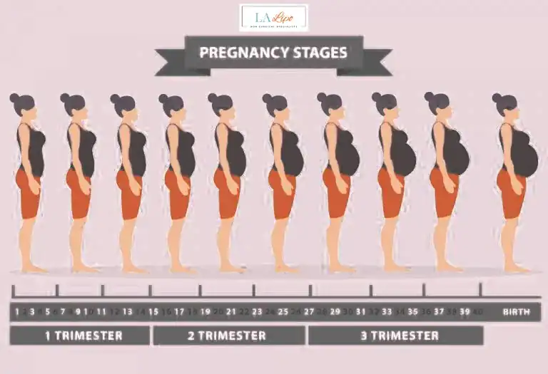 First Trimester (Weeks 1–12): Early Changes You Might Not Notice Kingsbury